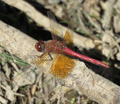 Sympetrum semicinctum occidentale