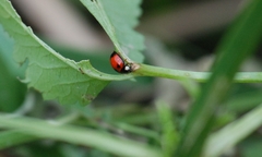 Coelophora biplagiata