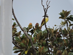 Pitangus sulphuratus