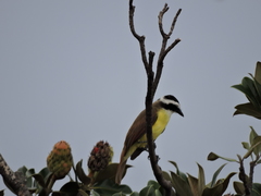 Pitangus sulphuratus