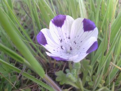Nemophila maculata