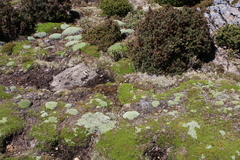 Pterygopappus lawrencei