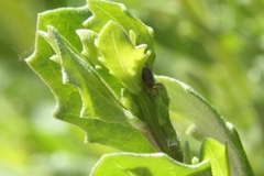 Balaustium