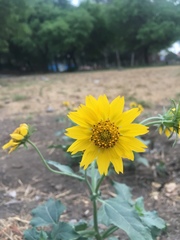 Verbesina encelioides