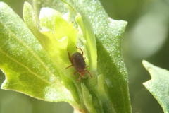 Balaustium