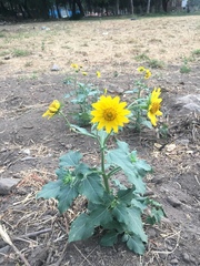 Verbesina encelioides