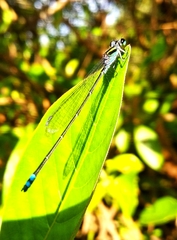 Pseudagrion indicum