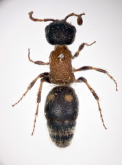 Bidecoloratilla iberica