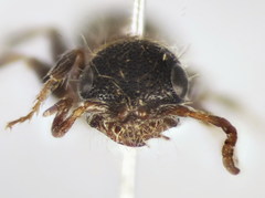 Bidecoloratilla iberica