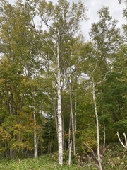 Betula platyphylla