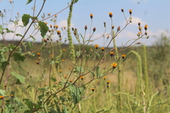 Simsia lagasceiformis