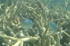 Amblyglyphidodon melanopterus