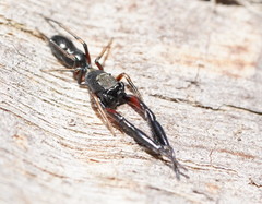Rhombonotus