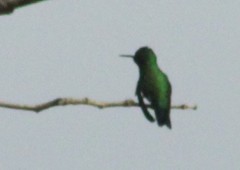 Chlorostilbon assimilis