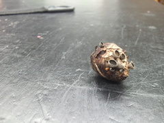 Piceomphale bulgarioides