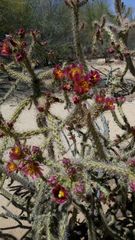 Cylindropuntia thurberi versicolor