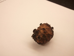 Piceomphale bulgarioides