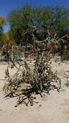 Cylindropuntia thurberi versicolor