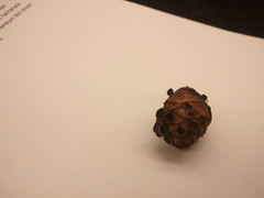 Piceomphale bulgarioides