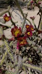 Cylindropuntia thurberi versicolor