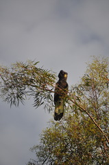 Zanda funerea funerea