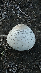 Chlorophyllum molybdites