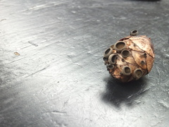 Piceomphale bulgarioides