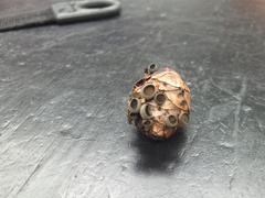 Piceomphale bulgarioides