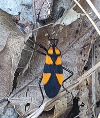 Oncopeltus varicolor
