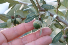Quercus