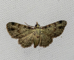 Bosara emarginaria