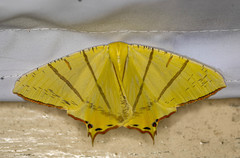 Ourapteryx primularis