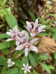 Tricyrtis hirta