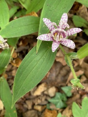 Tricyrtis hirta