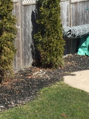 Sylvilagus floridanus