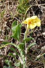 Oenothera indecora