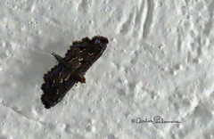 Eurrhyparodes splendens
