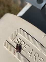 Melacoryphus nigrinervis