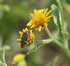 Acmaeodera flavopicta