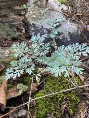 Capnoides sempervirens