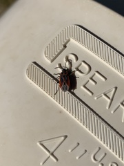 Melacoryphus nigrinervis