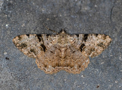 Psilalcis conspicuata