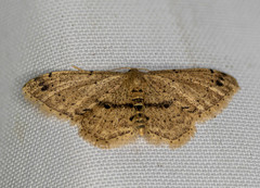 Idaea semilinea