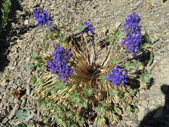 Delphinium glareosum