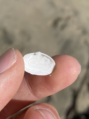 Cryptomya californica