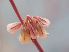 Eriogonum elegans