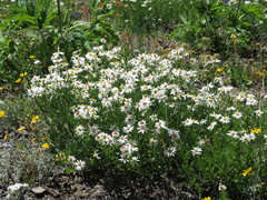 Eucephalus paucicapitatus