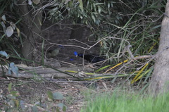 Ptilonorhynchus violaceus violaceus