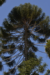 Araucaria bidwillii