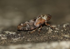 Aphrophora corticea